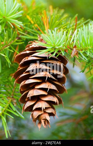 Cono di abete di Douglas lungo il Dome Rock Trail, Willamette National Forest, Oregon Foto Stock