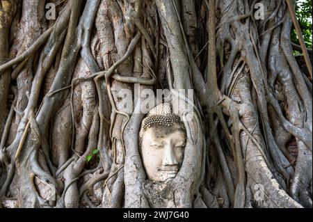Testa di Buddha nelle radici degli alberi a Sukhothai, Thailandia Foto Stock