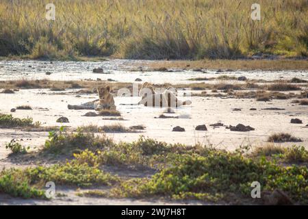 Un orgoglio di leoni che riposano nel Parco Nazionale di Amboseli, Kenya Foto Stock
