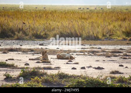 Un orgoglio di leoni che riposano nel Parco Nazionale di Amboseli, Kenya Foto Stock