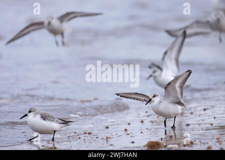 Sanderling (Calidris alba) stormo di sbarco Norfolk gennaio 2024 Foto Stock