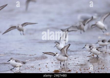 Sanderling (Calidris alba) stormo di sbarco Norfolk gennaio 2024 Foto Stock