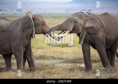 "Due elefanti femminili che intrecciano tronchi nel Parco Nazionale di Amboseli, Kenya Foto Stock