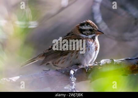 Bunting rustico Foto Stock