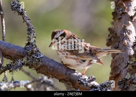 Bunting rustico Foto Stock