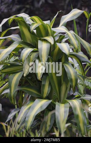 Dracaena Fragrans (cornstalk dracaena, dracaena striata, dracaena compatta, pianta di mais). Questa pianta è un arbusto a crescita lenta Foto Stock