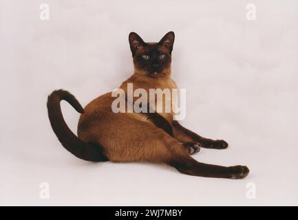 Adulti tonkinese Cat Brown/cioccolato che si rilassano sullo sfondo delle nuvole di pallido Foto Stock