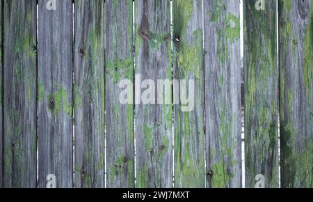 Vecchie tavole di legno con vernice verde sbucciante. Struttura in legno. Foto Stock