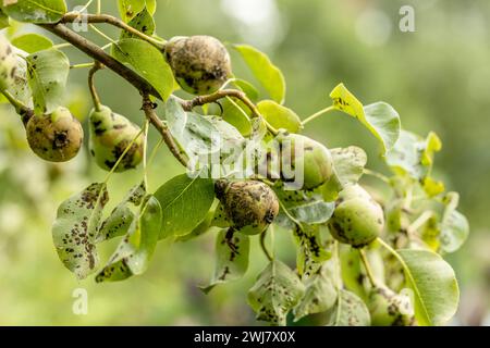 Frutti di pera influenzati dalla crosta di mele Venturia inaequalis. Problemi con il giardino Foto Stock