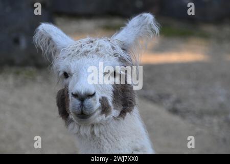 Un primo piano di una divertente llamma senza denti Foto Stock