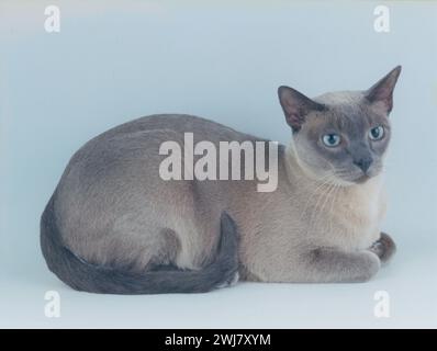 Gatto Tonkinese blu rilassato su sfondo grigio pallido Foto Stock