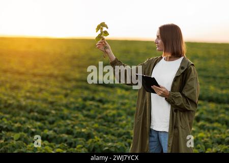 Una contadina con tavoletta digitale tiene la pianta di soia, esamina e controlla sul campo. L'agronomo controlla la crescita e lo sviluppo dei germogli prima di h Foto Stock