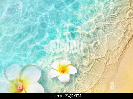 Fiori bianchi sulla spiaggia estiva in acqua di mare. Sfondo estivo. Ora legale. Foto Stock