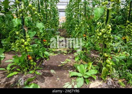 Casa di vetro con pomodori maturi e acuri coltivati in modo biologico appesi alle piante di pomodoro con Solanum lycopersicum, che cresce cetriolo blu in fiore Foto Stock