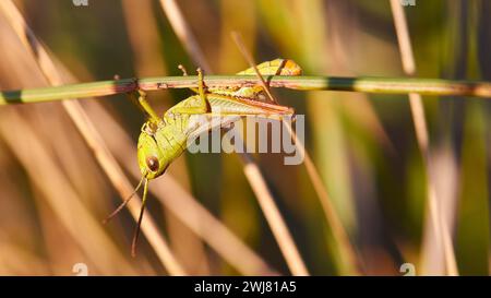 Locusta verde (locusta), arrampicata su un fusto vegetale, vista macro, biotopo della Strofilia, zone umide, Kalogria, Peloponneso, Grecia Foto Stock