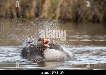 Greylag Goose (Anser anser), bagno, spruzzi d'acqua, sfocatura del movimento, Assia, Germania Foto Stock