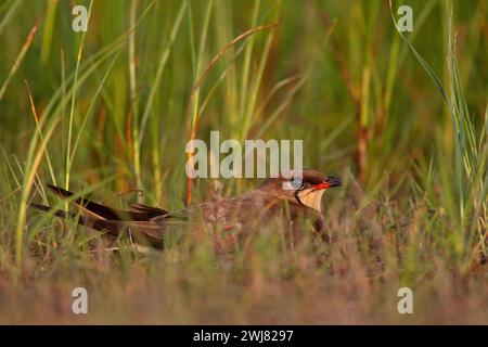 Pratincole con colletto (Glareola pratincola) sul nido, riserva della biosfera del delta del Danubio, Romania Foto Stock