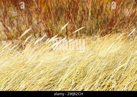 Erba secca dorata piegata al vento su uno sfondo sfocato, dune di mare baltiche in inverno Foto Stock