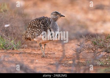 Houbara Bustard sahariano (Chlamydotis undulata fuertaventurae), Fuerteventura, Spagna Foto Stock