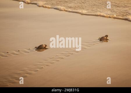 Le tartarughe peatherback si muovono verso la spiaggia di Trinidad e Tobago al tramonto Foto Stock