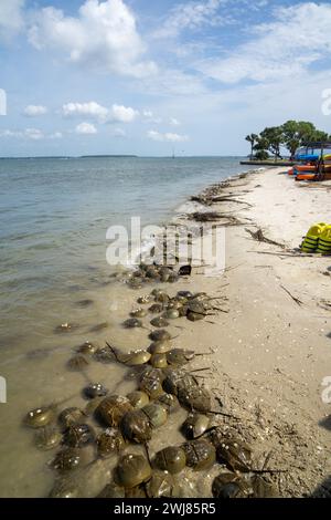 I granchi a ferro di cavallo fiancheggiano una spiaggia costiera durante la stagione delle uova in una giornata di sole. Foto Stock