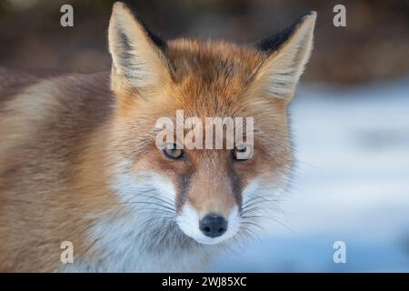 Ritratto della volpe rossa. Immagine ravvicinata di una volpe rossa. Foto Stock