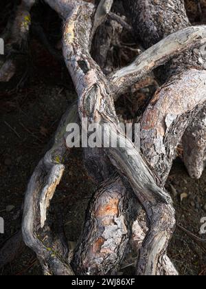 Primo piano di radici di alberi in superficie provenienti da un pino che crea una forma astratta. Foto Stock