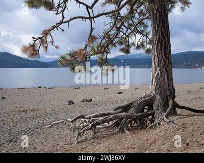 Primo piano di un albero di pino con radici fuori terra su una spiaggia coperta di pietra presso il lago Coeur d'Alene nell'Idaho settentrionale. Foto Stock