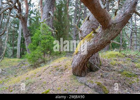 Vecchio pino contorto. Primo piano del tronco di pino ritorto. Foto Stock