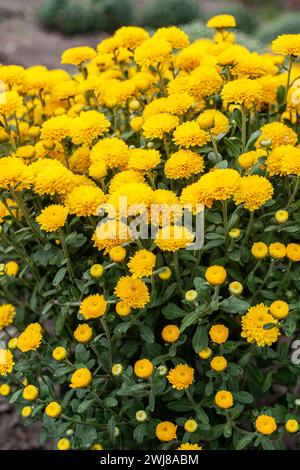 Cespuglio di crisantemi gialli in un vivaio o in un giardino. Sfondo floreale giallo. Foto Stock