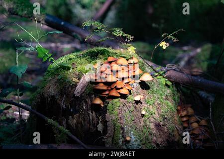 Funghi marroni che crescono su un vecchio ceppo di alberi muschiati. La luce del sole illumina i funghi. Girato in Svezia, Scandinavia Foto Stock