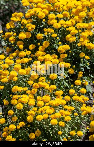 Cespuglio di crisantemi gialli in un vivaio o in un giardino. Sfondo floreale giallo. Foto Stock