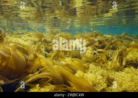 Alghe marroni sottomarine sotto la superficie dell'acqua nell'oceano Atlantico (alghe di alghe di alghe di alghe di alghe di alghe di alghe di alghe di alghe di alghe di alghe di alghe di alghe di alghe Foto Stock