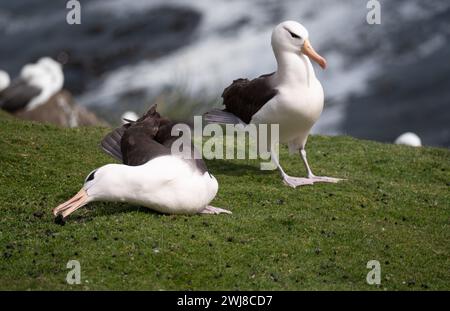 Coppia di albatros con sopracciglia nera (Thalassarche melanophris) durante il corteggiamento primaverile alle Isole Falkland Foto Stock