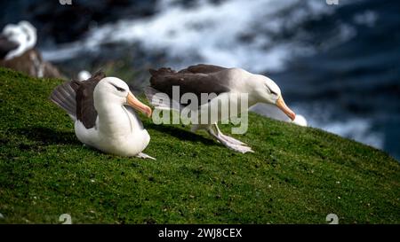 Coppia di albatros con sopracciglia nera (Thalassarche melanophris) durante il corteggiamento primaverile alle Isole Falkland Foto Stock