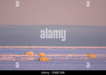 Gli orsi polari Ursus maritimus seminano cuccioli cinghiali in una laguna e lungo un'isola barriera kaktovik anwr Alaska Foto Stock