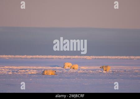 Gli orsi polari Ursus maritimus seminano cuccioli cinghiali in una laguna e lungo un'isola barriera kaktovik anwr Alaska Foto Stock