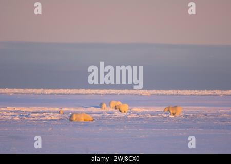 Gli orsi polari Ursus maritimus seminano cuccioli cinghiali in una laguna e lungo un'isola barriera kaktovik anwr Alaska Foto Stock