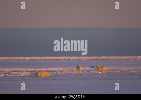 Gli orsi polari Ursus maritimus seminano cuccioli cinghiali in una laguna e lungo un'isola barriera kaktovik anwr Alaska Foto Stock