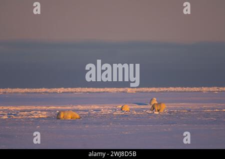 Gli orsi polari Ursus maritimus seminano cuccioli cinghiali in una laguna e lungo un'isola barriera kaktovik anwr Alaska Foto Stock