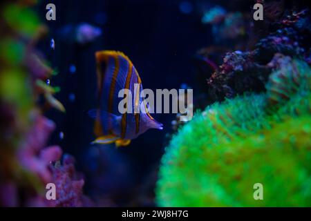 Splendido e bellissimo pesce angelico Regal (Pygoplites diacanthus) in un acquario sottomarino. Coralli che circondano i pesci. Foto Stock