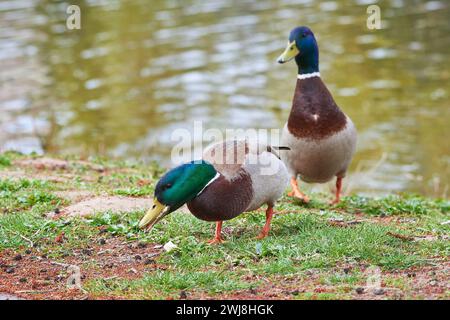 Mallard maschio anatra mangiare pane ( Anas platyrhynchos ) Foto Stock