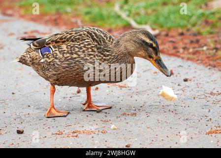 Mallard maschio anatra mangiare pane ( Anas platyrhynchos ) Foto Stock