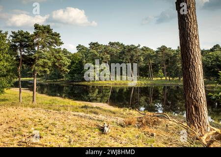 Naherholungsgebietes Diersfordter Wald, der Heideweiher, Schwarzes Wasser, Naturpark Hohe Mark Westmünsterland, NRW, Deutschland Schwarzes Wasser Park *** area ricreativa locale Diersfordter Wald, The Heideweiher, Schwarzes Wasser, Hohe Mark Nature Park Westmünsterland, NRW, Germany Schwarzes Wasser Park Foto Stock