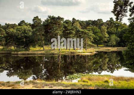 Naherholungsgebietes Diersfordter Wald, der Heideweiher, Schwarzes Wasser, Naturpark Hohe Mark Westmünsterland, NRW, Deutschland Schwarzes Wasser Park *** area ricreativa locale Diersfordter Wald, The Heideweiher, Schwarzes Wasser, Hohe Mark Nature Park Westmünsterland, NRW, Germany Schwarzes Wasser Park Foto Stock