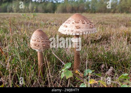 funghi ombrelli o macrolepiota procurati Foto Stock