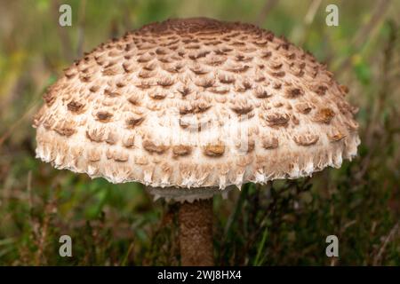 funghi ombrelli o macrolepiota procurati Foto Stock