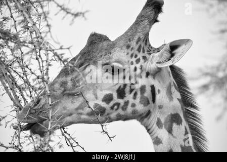 colpo di testa di giraffa che mangia l'albero spinoso in bianco e nero Foto Stock