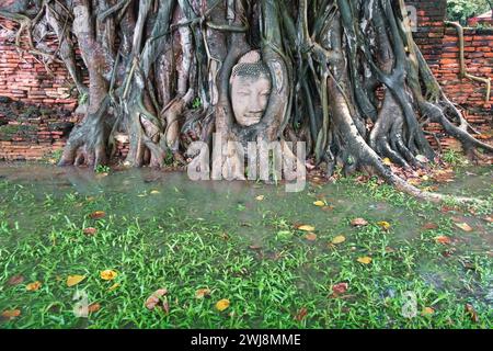 Il famoso Buddha coperto dall'albero di bodhi si dirige al Wat Mahathat nel Parco storico di Ayutthaya, Ayutthaya, Thailandia. Sito patrimonio dell'umanità dell'UNESCO. Foto Stock