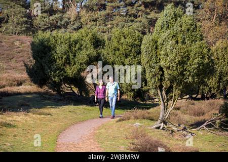 Wanderer in der Westruper Heide, Heidelandschaft bei Haltern am SEE, Naturpark Hohe Mark Westmünsterland, NRW, Deutschland Westruper Heide *** escursionismo nella Westruper Heide, brughiera vicino a Haltern am SEE, Hohe Mark Nature Park Westmünsterland, NRW, Germania Westruper Heide Foto Stock